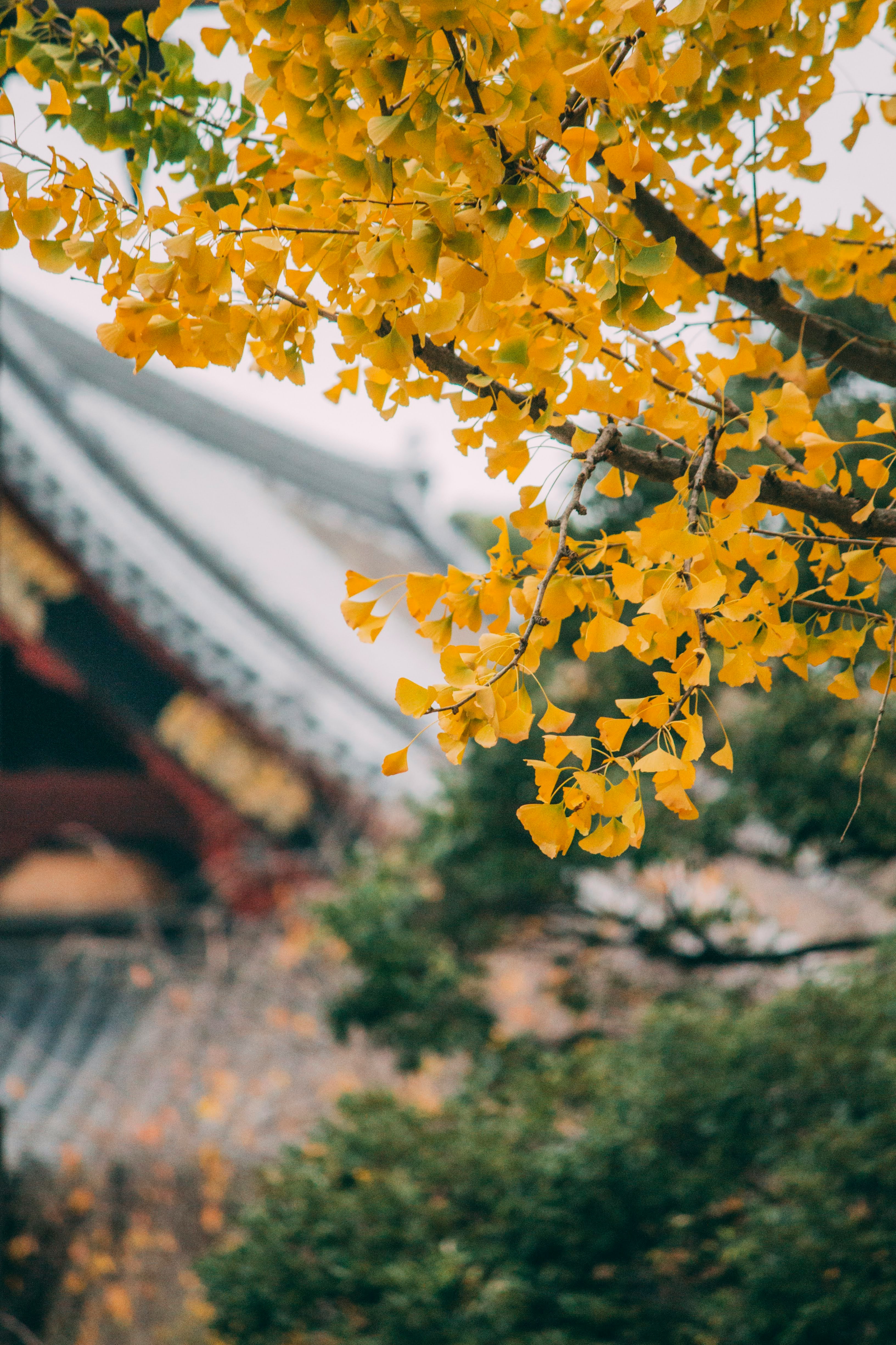 yellow and white flower in tilt shift lens